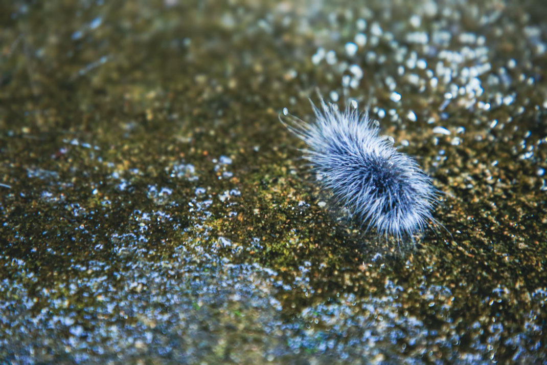 Bärenspinner in Thailand