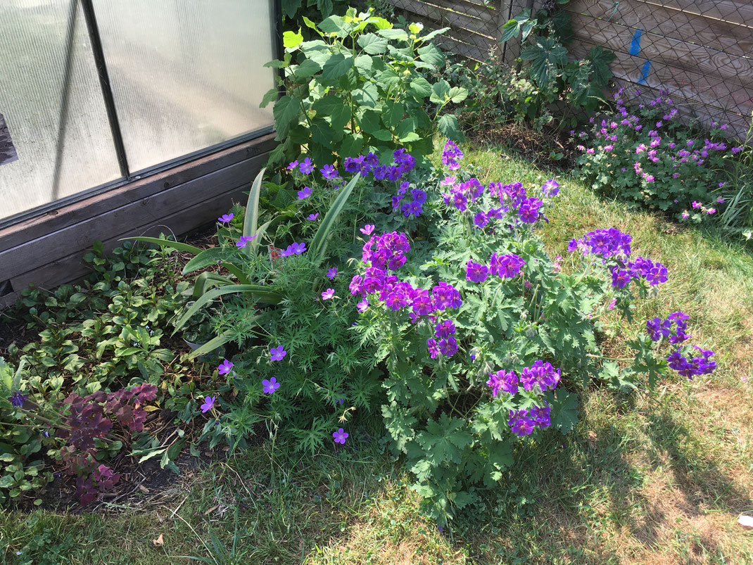 Waldstorchschnabel, rechts,  und Storchnabel Mayflower