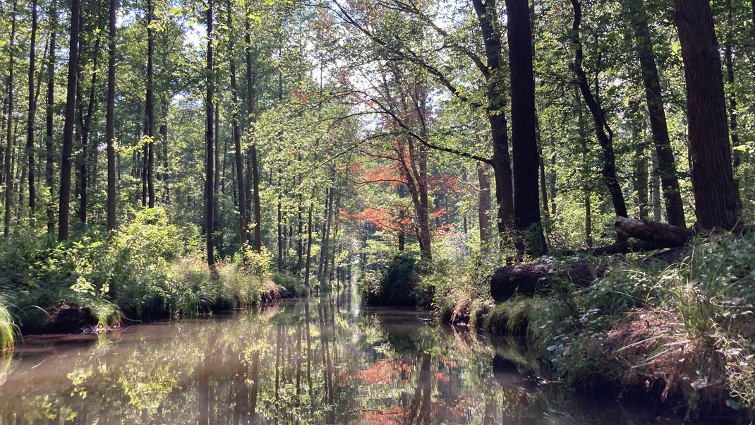 Im Peterkanal im Hochwald des Biosphärenreservats Spreewald, bei Burg-Kauper, Deutschland (Foto Magdalena Bosak)