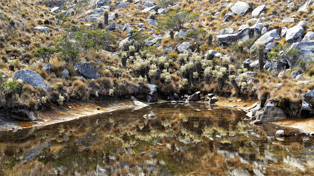 Bergseen spiegeln das umgebende Szenario des Páramo, El Cocuy Nationalpark, Kolumbien (Foto Jörg Schwarz)