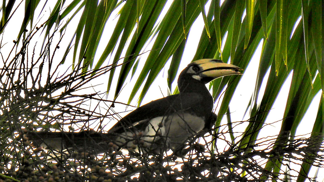 Ein wunderbarer kleiner Hornbill - ein Nashornvogel, Langkawi, Malysia (Foto Jörg Schwarz)