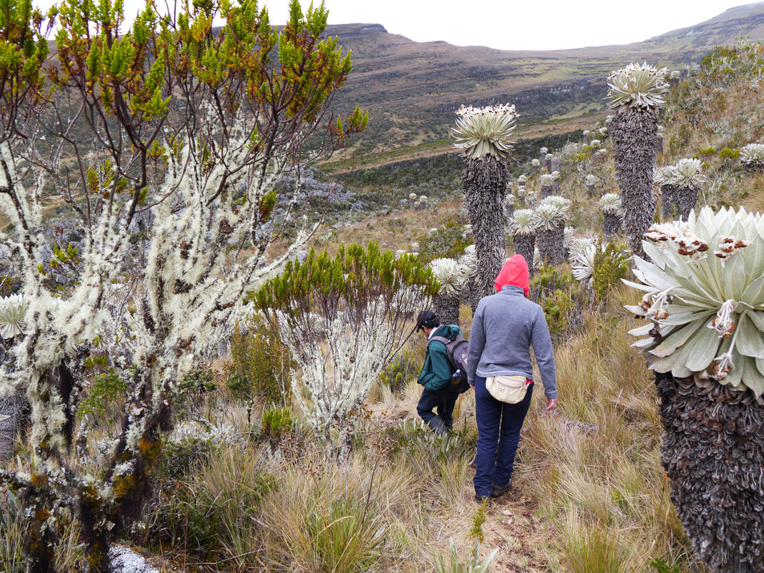 Am Ziel bei etwa 3.800 m - vollendete Páramovegetation? Páramo de Oceta, bei Monguí, Kolumbien (Foto Jörg Schwarz)