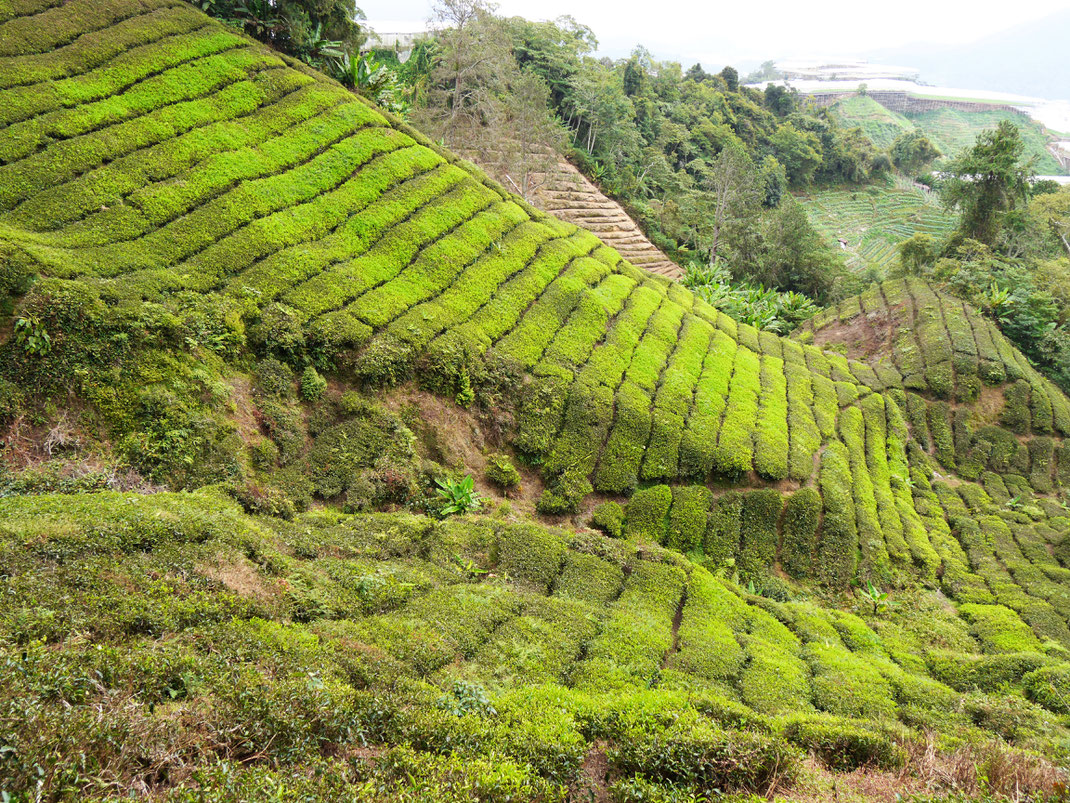 Cameron Highlands, Malaysia (Foto Jörg Schwarz)