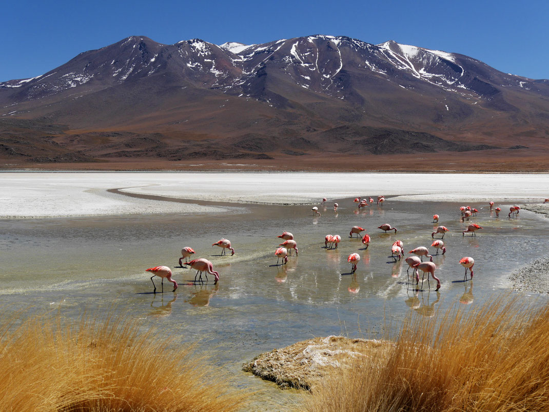 Immer wieder Lagunen mit unzähligen faszinierenden Flamoingos, Reserva Nacional de Fauna Andina Eduardo Avaroa, Bolivien (Foto Jörg Schwarz)