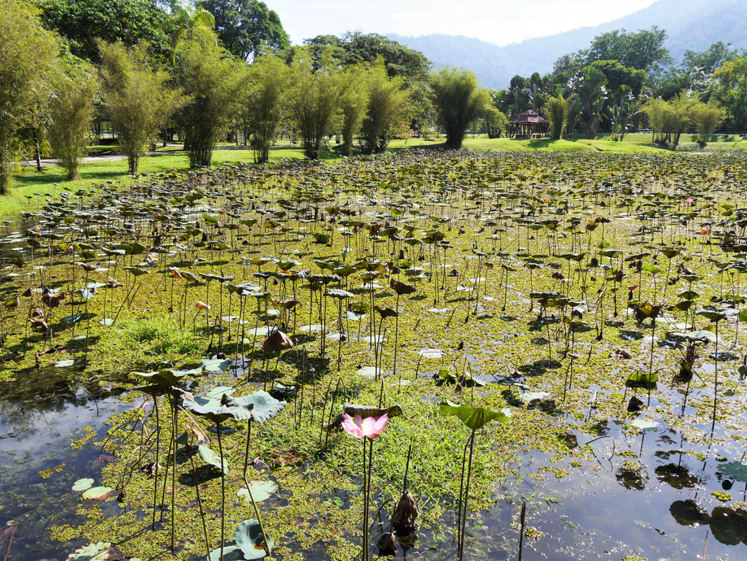 Die wunderbaren Lake Gardens, Taiping, Malaysia (Foto Jörg Schwarz)