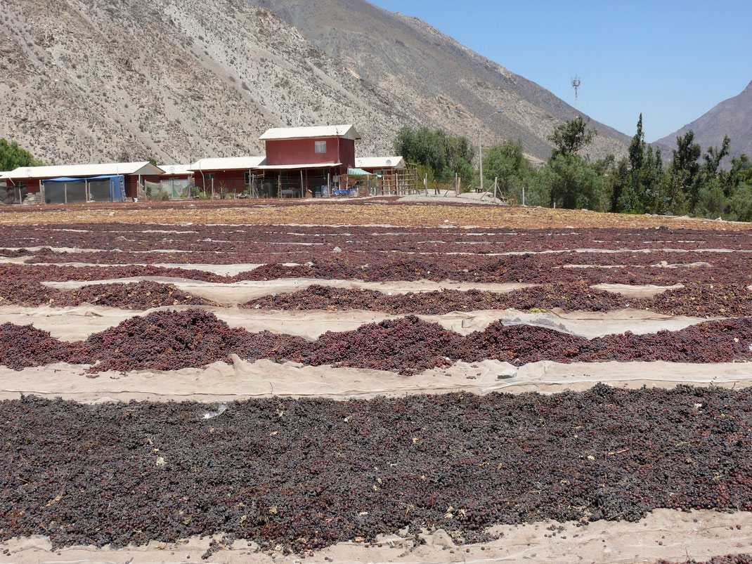 Trauben satt: Hier werden Trauben für die Pisco-Produktion und andere Verwendungen weiterverarbeitet... (Foto Jörg Schwarz)