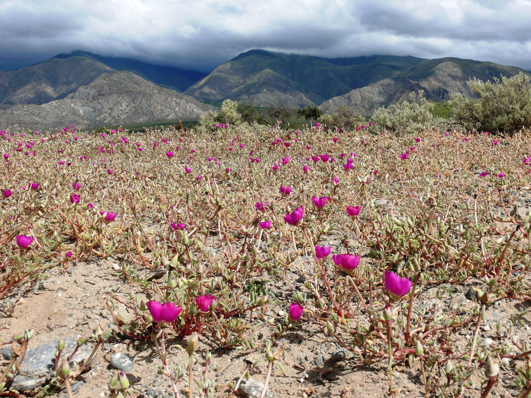 Vor den Toren der Stadt: Entweder Weinreben oder mal eine kleine Wildblumenkolonie (Foto Jörg Schwarz)