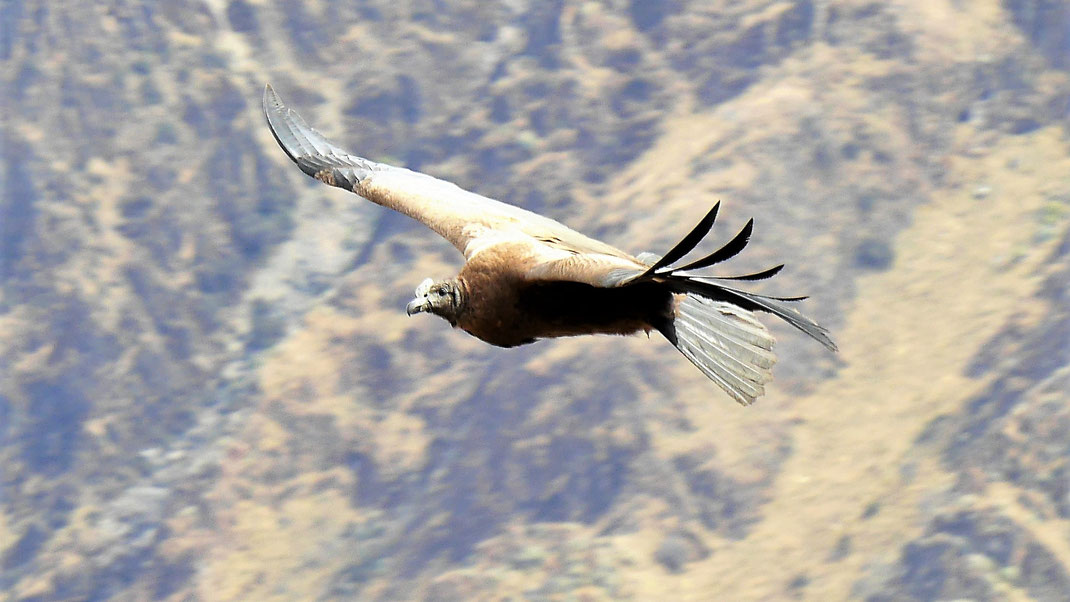 Je näher desto schwerer in Flug zu treffen - ein junger Kondor, Cruz del Condor, Peru (Foto Jörg Schwarz)