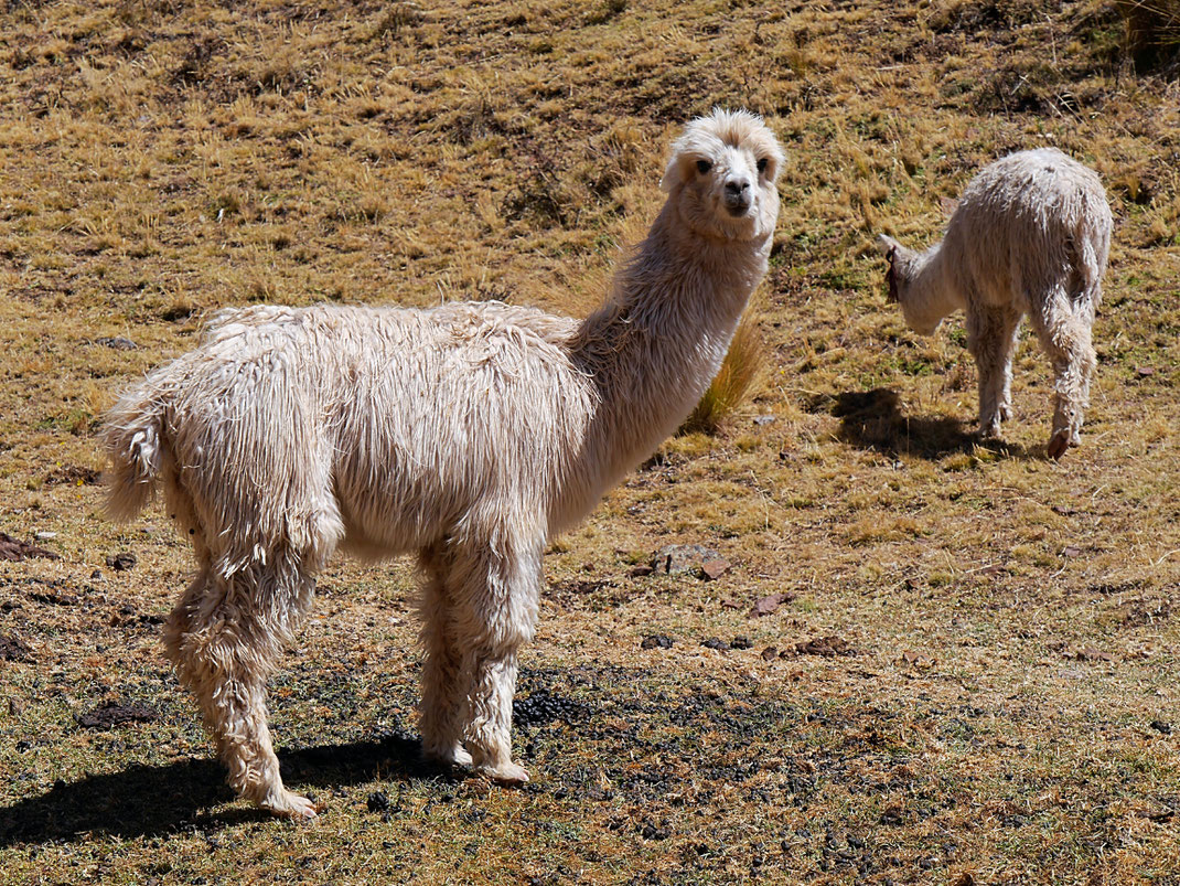 Was wollen die denn hier... Huancavelica, Peru (Foto Jörg Schwarz)