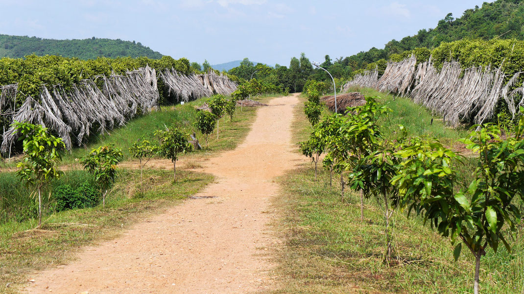 Pfefferfarmen in ländlicher Umgebung, Region Kep, Kambodscha (Foto Jörg Schwarz)