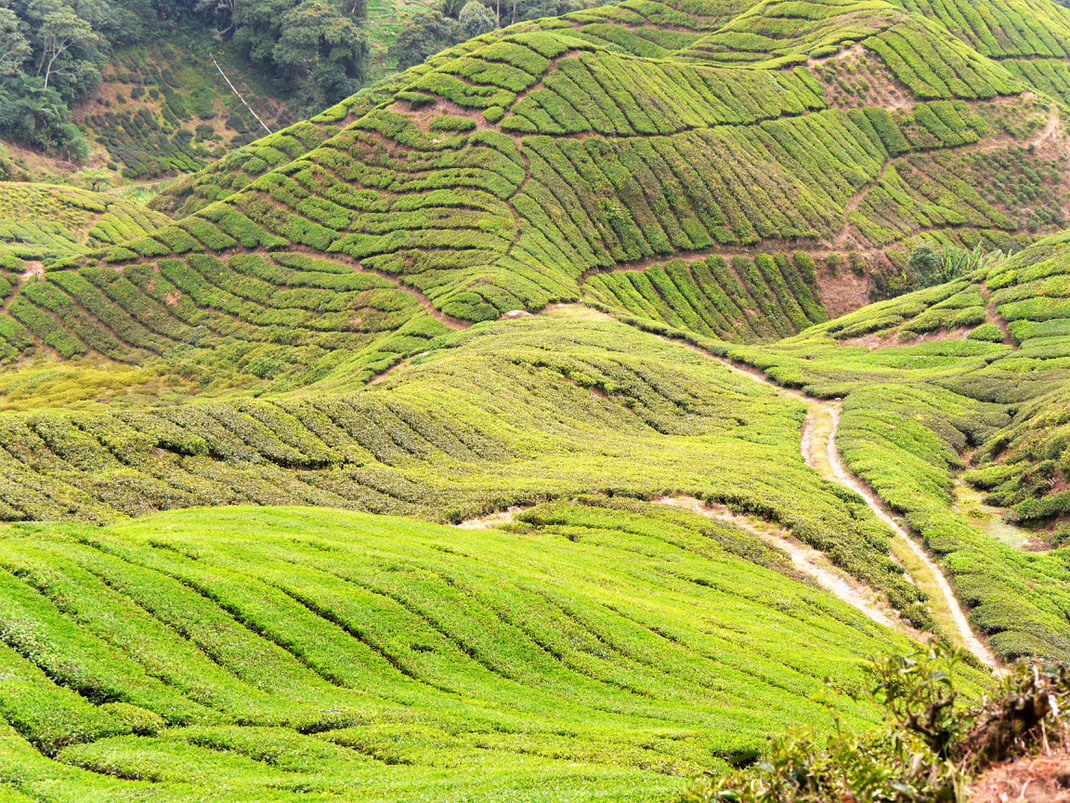 Die Teelandschaften rund um Brinchang gehören zum Schönsten in den Cameron Highlands, Malaysia (Foto Jörg Schwarz)