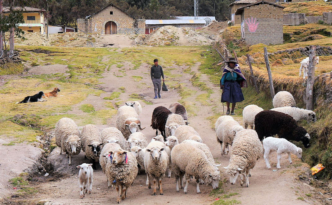 Eine Bäuerin führt ihre Schafe durch das Dorf, bei Uchkus Incañan, Peru (Foto Jörg Schwarz)