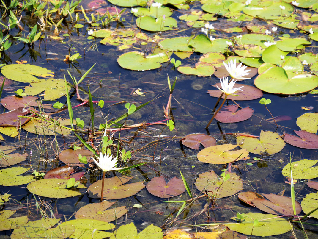 Wasserrosen... Neak Pean, Kambodscha (Foto Jörg Schwarz)