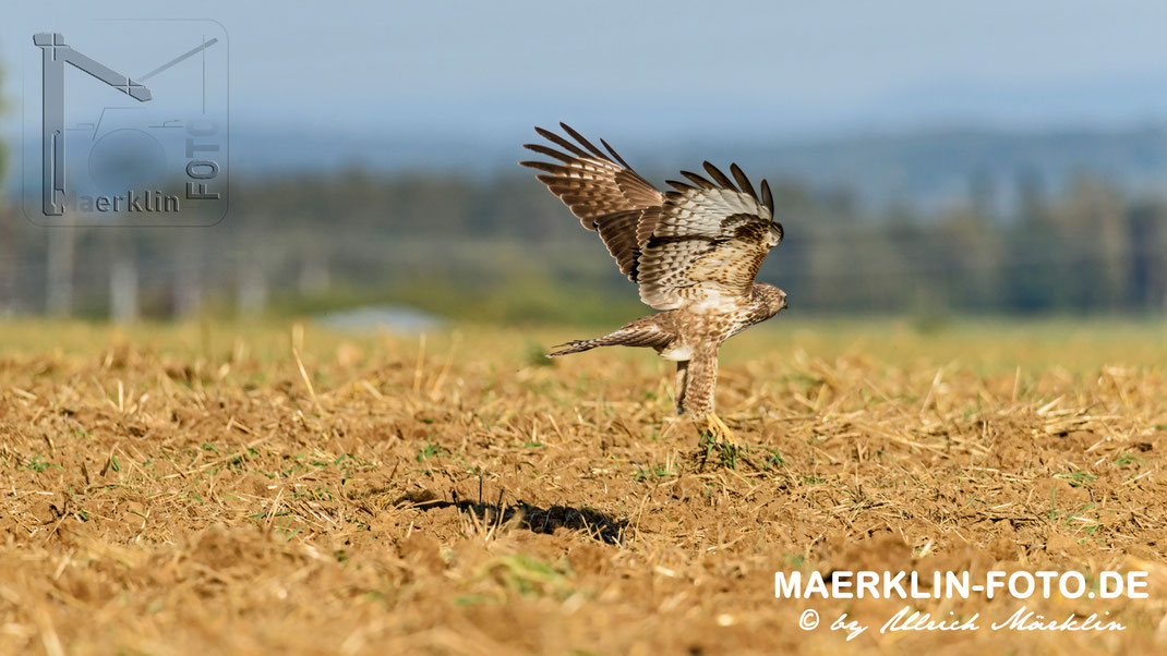 Mäusebussard bei der Jagd