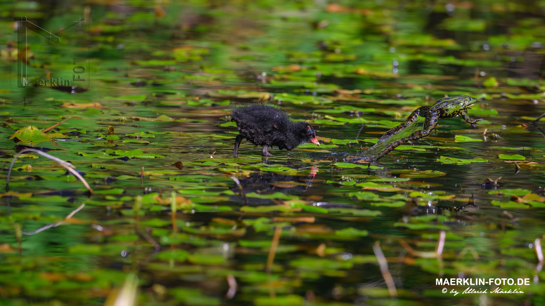 Teichhuhnküken, Teichfrosch auf der Flucht