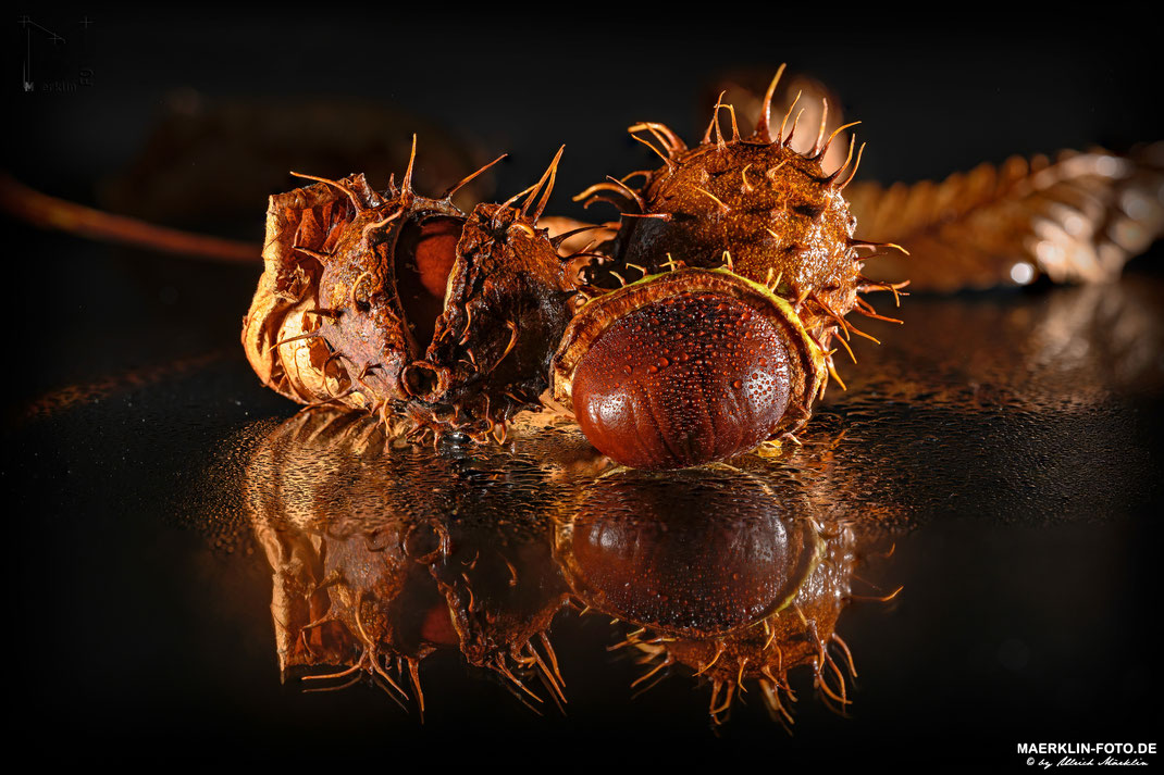 Kastanien-Früchte mit Schale, "stacked"