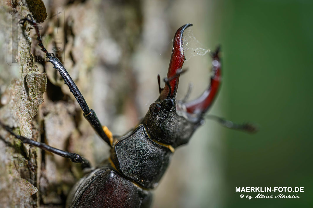 Hirschkäfer  (Lucanus cervus), Männchen