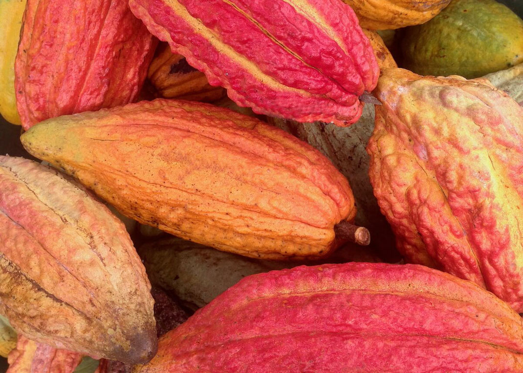 cacao pod frsh cacao fruit