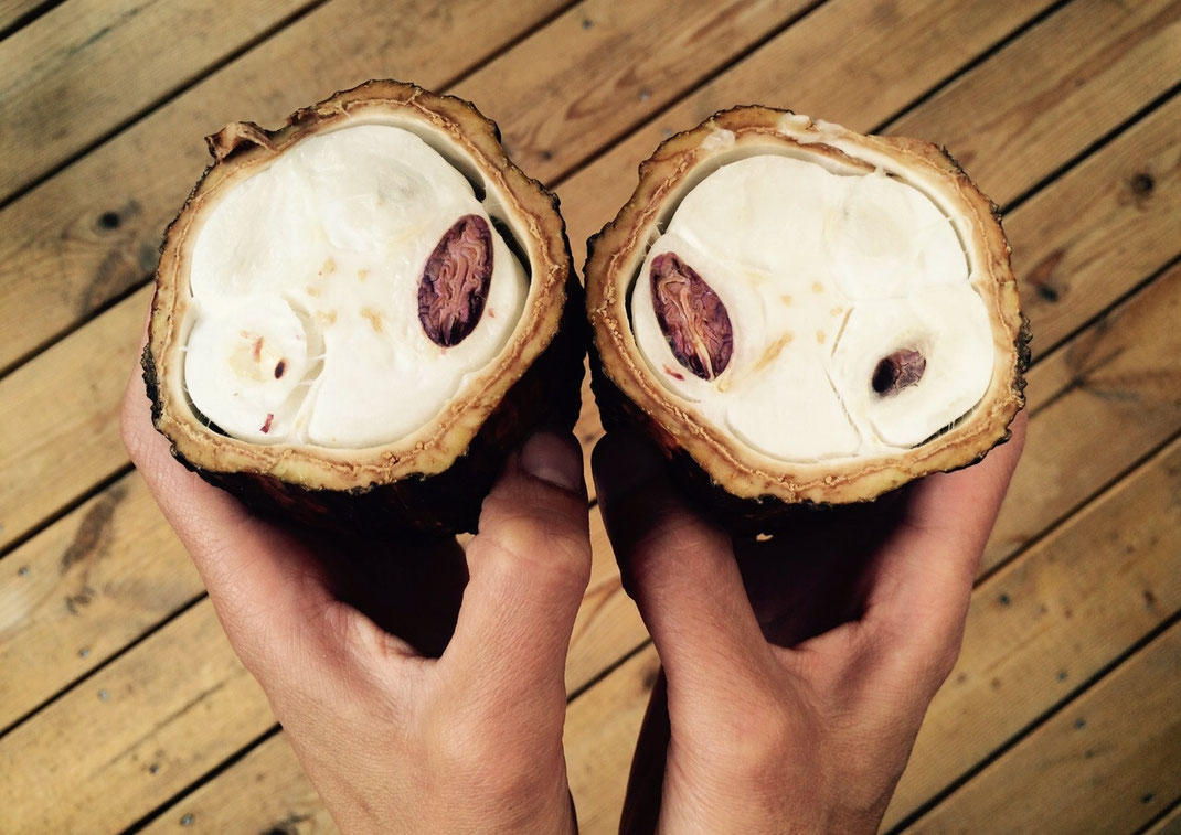 cacao mama fresh pod