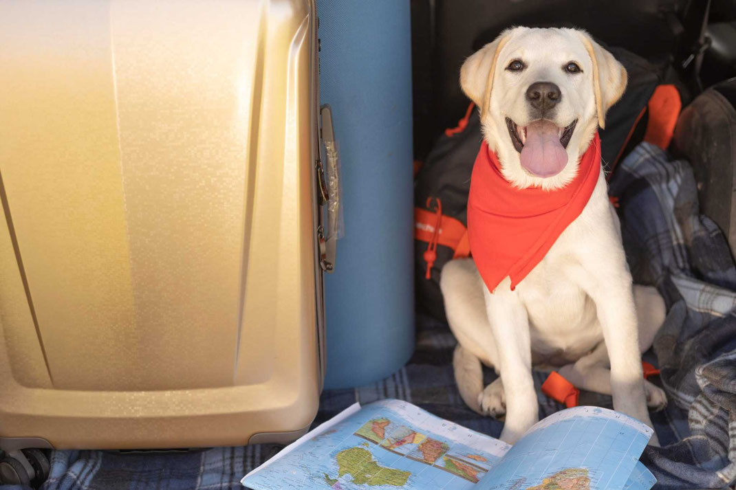 Lächelnder Labrador-Welpe mit rotem Halstuch sitzt zwischen Koffer und Weltkarte, bereit für ein Reiseabenteuer.