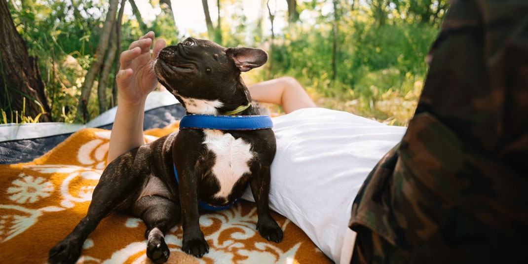 Person liegt im Wald auf einer Decke, während ein kleiner Hund mit blauer Leine neben ihr kuschelt.