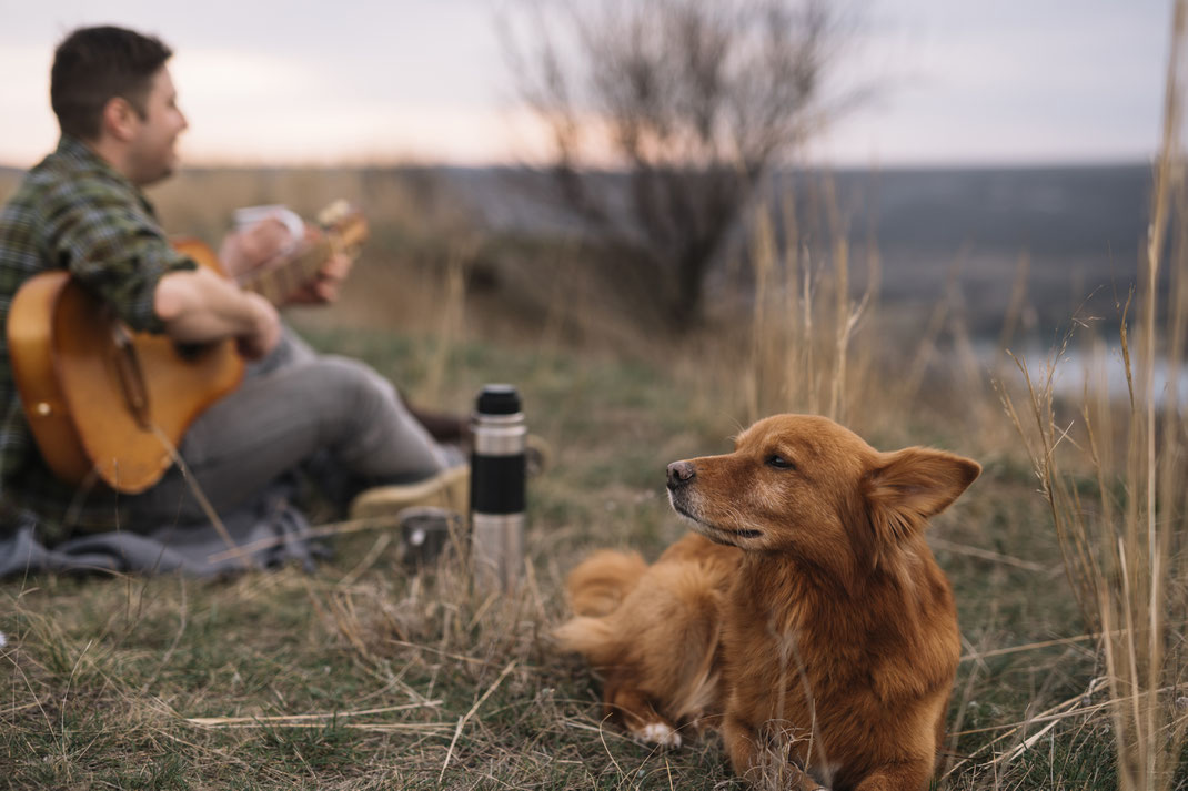 Ein Hund liegt entspannt im Gras, während im Hintergrund ein Mann Gitarre spielt.