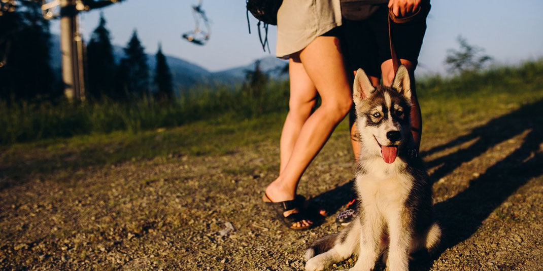 Husky-Welpe sitzt fröhlich vor einem Paar auf einem Hügel, im Hintergrund eine Berglandschaft mit Seilbahn