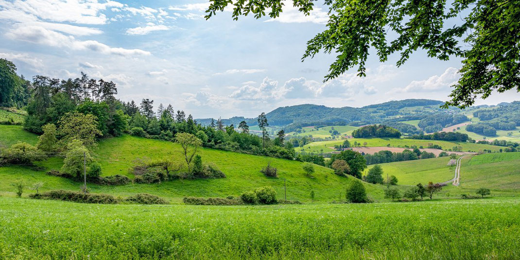 Grüne Hügellandschaft im Odenwald mit Wiesen, Bäumen und bewölktem Himmel