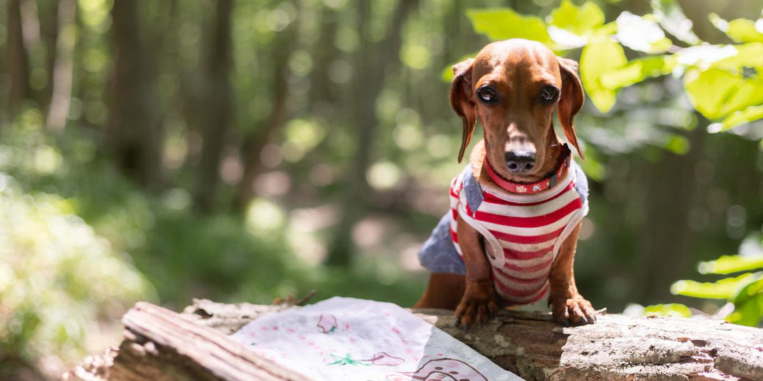 Dackel im gestreiften Shirt steht im Wald auf einem Baumstamm neben einer Schatzkarte.