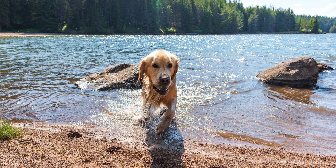 Hund läuft nass aus einem See ans Ufer