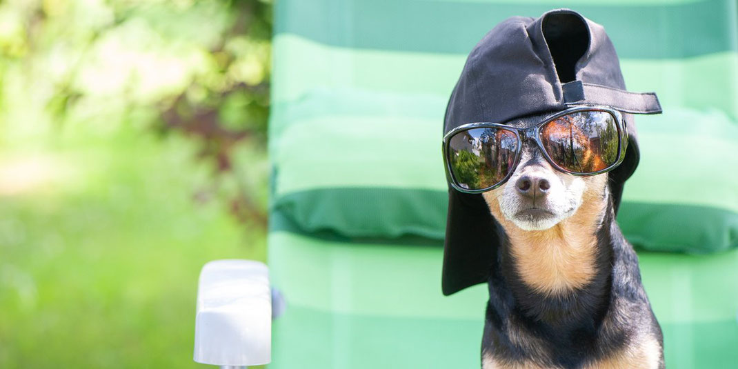 Kleiner Hund mit Sonnenbrille und Basecap sitzt lässig auf einem Gartenstuhl im Sonnenschein.