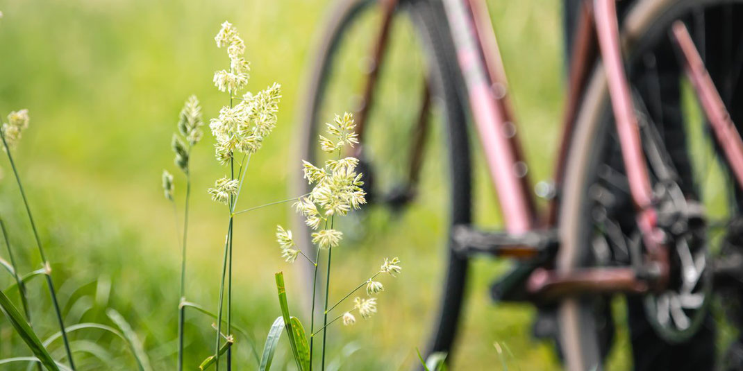 Nahaufnahme von blühenden Gräsern auf einer Wiese, im Hintergrund unscharf ein Fahrrad.