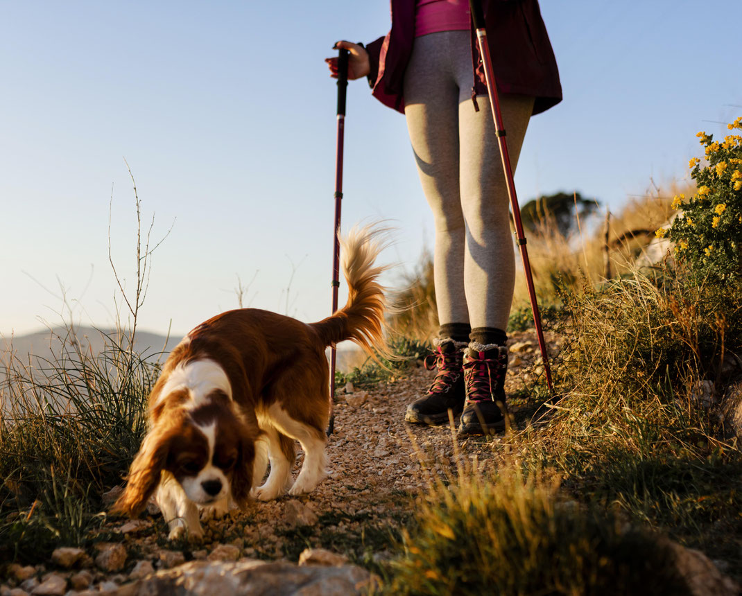 Wanderin mit Trekkingstöcken geht bei Sonnenuntergang auf einem Naturpfad, während ihr Hund schnüffelnd den Weg erkundet – gemeinsames Outdoor-Abenteuer.