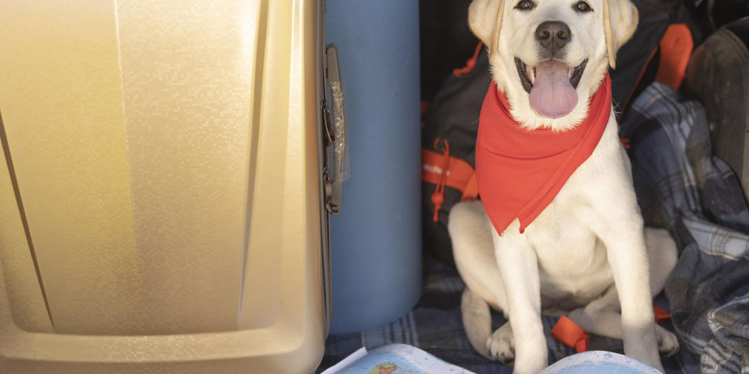 Lächelnder Hund mit rotem Halstuch sitzt neben einem Koffer und einer Landkarte, bereit für eine Reise.