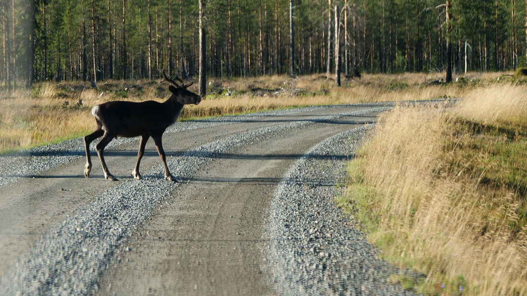 Rentier Schweden Skandinavien #NordkappUndZurück #Driveyourownway #explorewithoutnoimits wolf78-overland