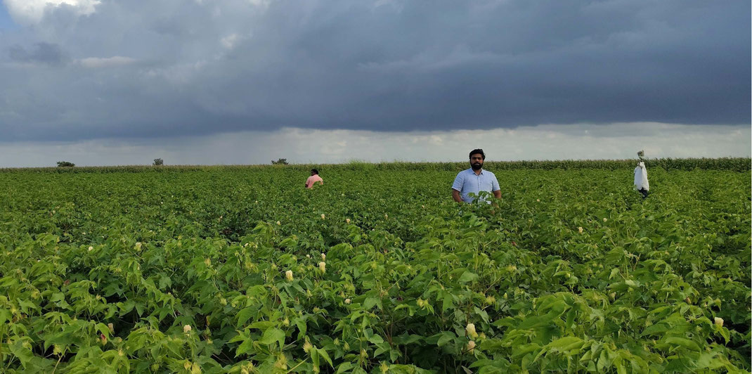 Two women harvest organic fairtrade cotton on a field. they put the cotton in pockets of their white aprons.