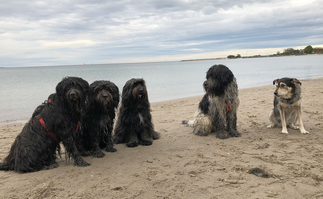 Svante (Opa), Lucie (Mama), Bailey (Halbschwester), Mein Racker no. one Anton Amadeus, Julie