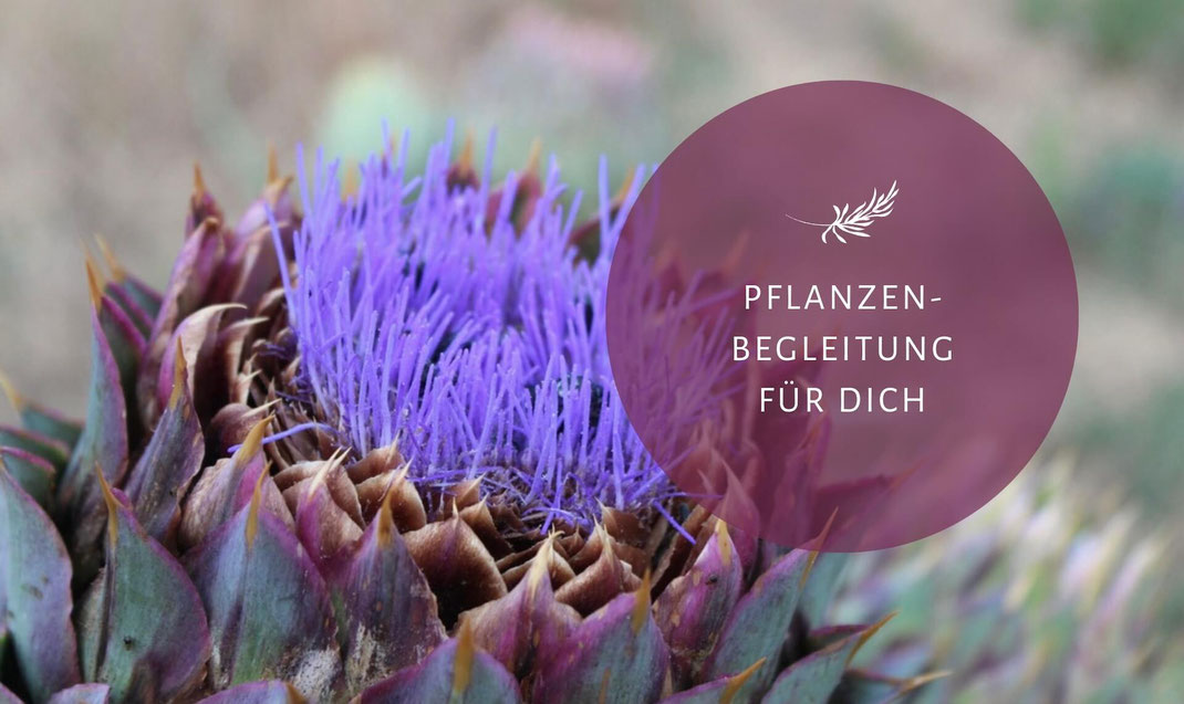 Persönliche Pflanzenbegleitung - Pflanzenbotschaft