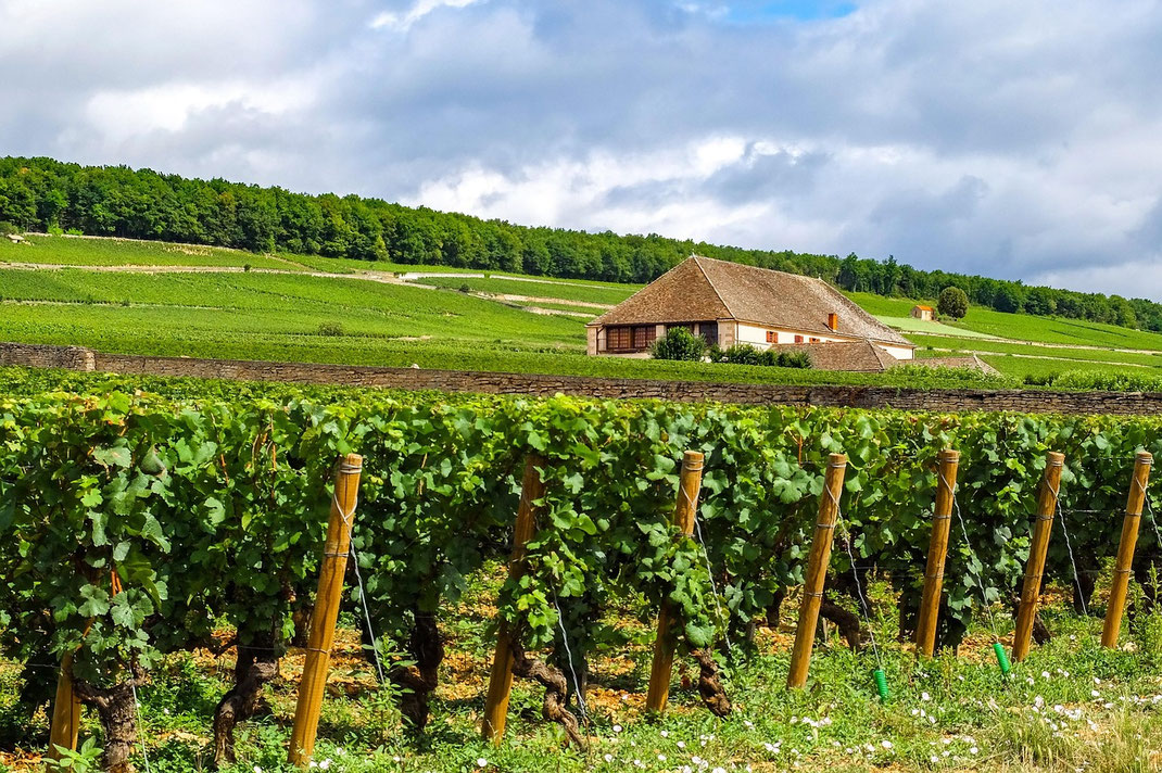 Weinanbau im Burgund