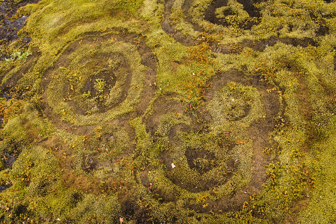 rings in moss