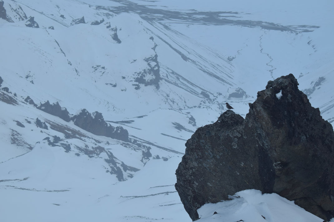 Landmannalaugar in winter. Small bird on a rock over a snow-covered valley.