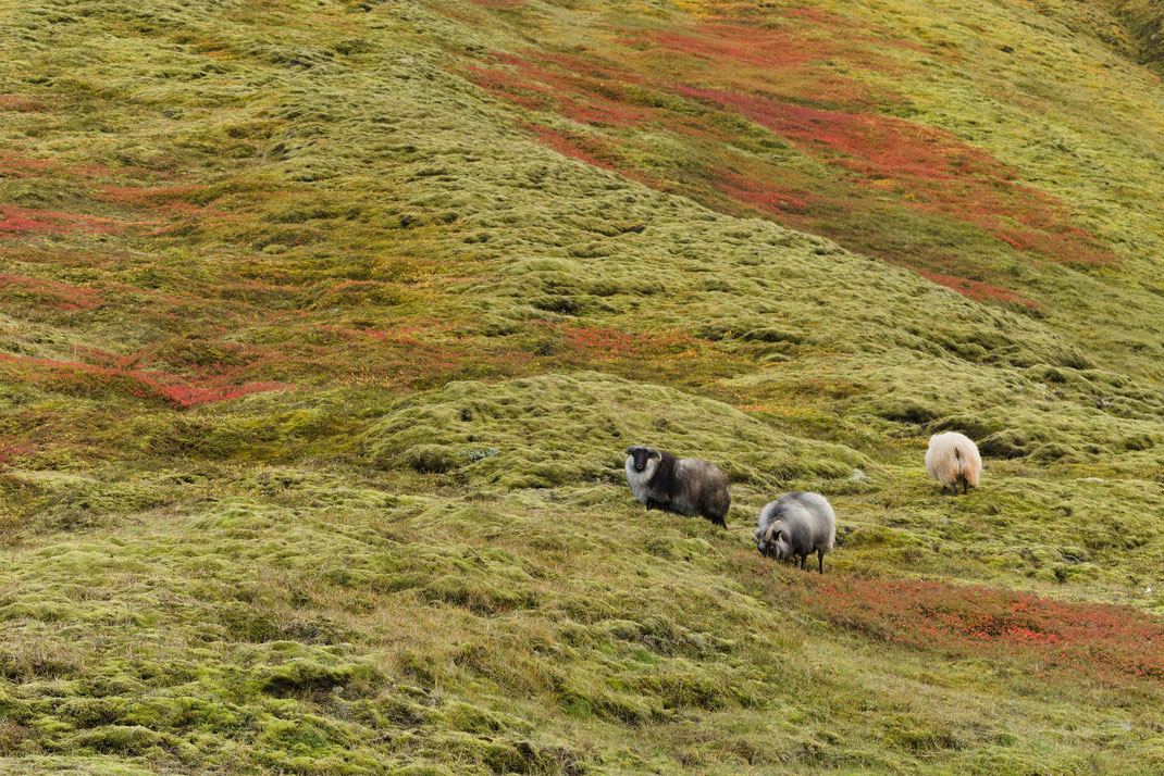 sheep in autumn moss, Landmannalaugar autumn Iceland