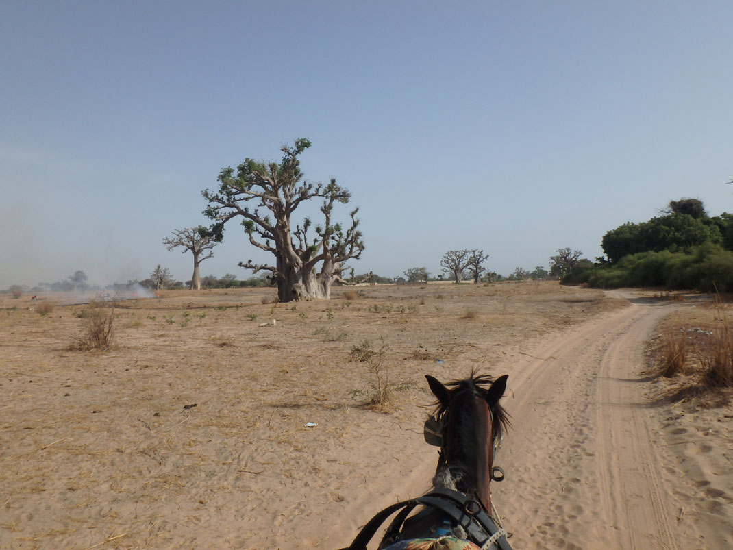 caleche in Senegal Nianing