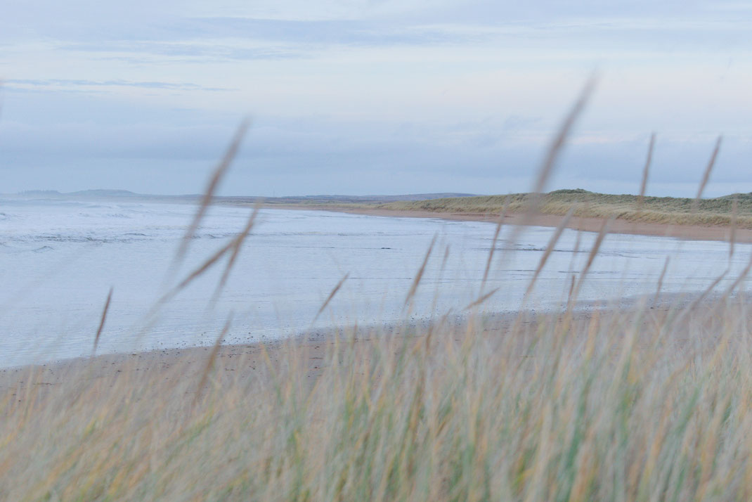 sandy beach seen throughh long grass of dunesin low light