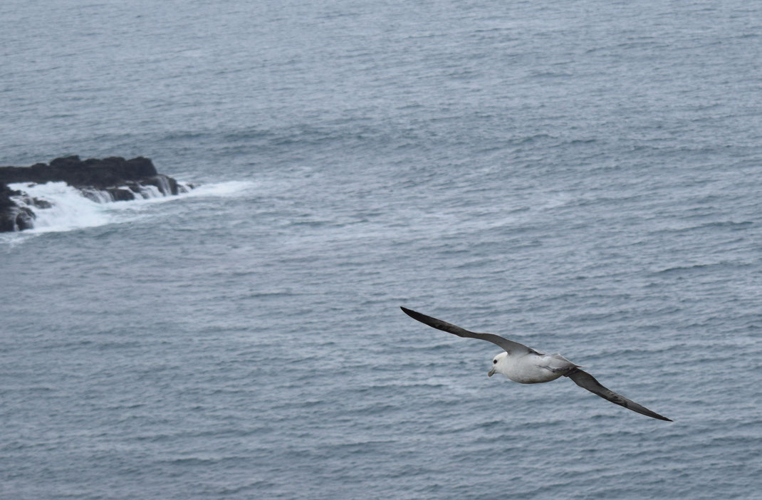 fulmar, Isle of Muck