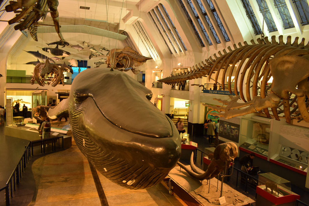 Blue whale model, Natural History Museum, London