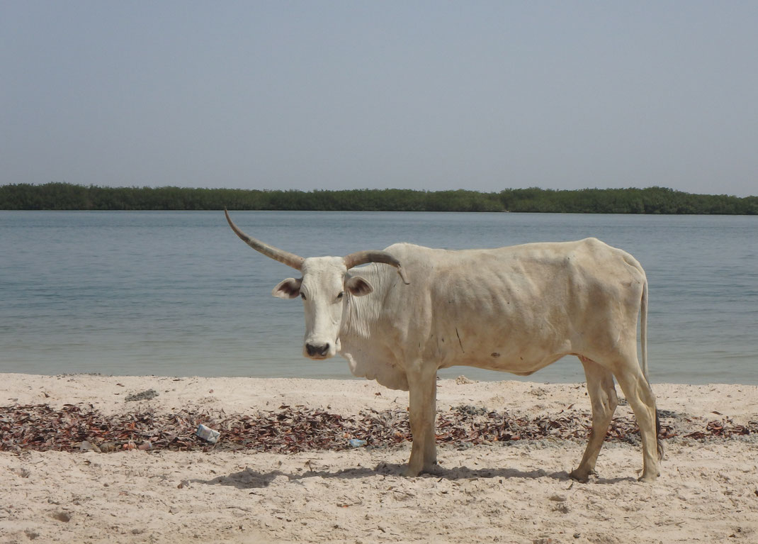 cow, Mar Lodj, Sine-Saloum delta, Senegal