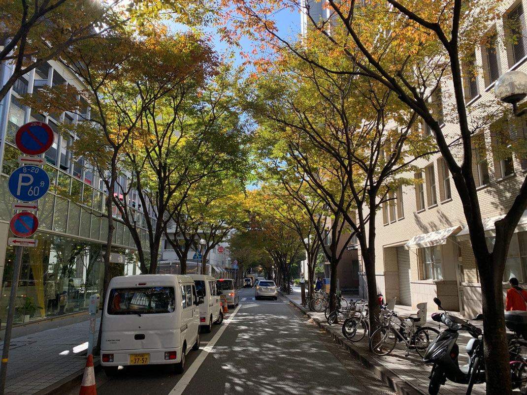 神戸旧居留地の街路樹のケヤキ