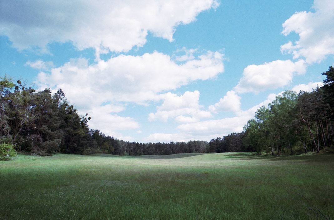 Uckermark, Bäume, Wald, Waldbaden, Holger Nimtz, Fotokunst, forest, fine art, Fotografie, photography, analoge Fotografie, analog, Kodak, Kodak Portra 160,