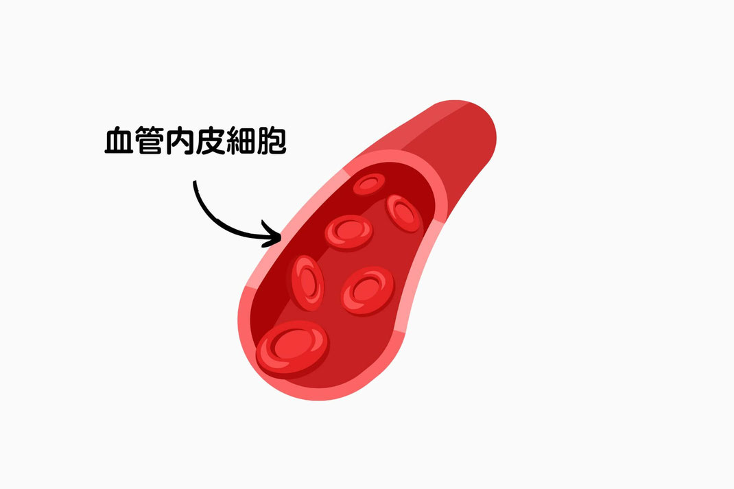 血管内皮細胞　血管強化　加圧トレーニング